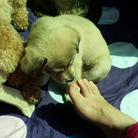 �Լ��ҵĴ�����С��Ȯ