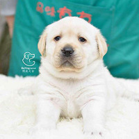 ��Ӣ������������