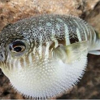 ���ɽˮ�����ĵ��