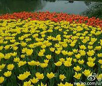 ɹ����+ 3��31�պ�������ɽ·̫���幫԰�������硢�˵ĺ���.