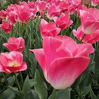 ɹ����+ ��������ɽ·̫���幫԰��������ʻ���������.