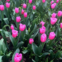 ɹ����+ ��������ɽ·̫���幫԰��������������.