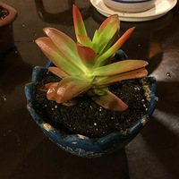 ���ɴ���������