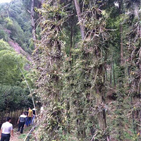 ��Ƥʯ���Ĺ�ЧŶ