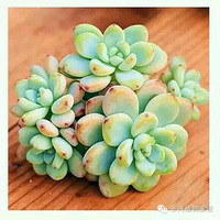 ��Щ�����ʲô����֪������