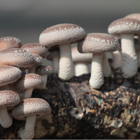 ��ҽ˵ �����ȡ�ʳ���潡��