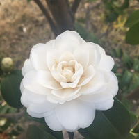 ��˵���������