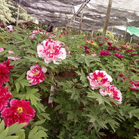 Ư����ĵ����