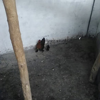 ���ͼ���������