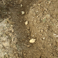 �����ٺϳɳ���¼ɨä��