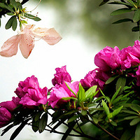 Ѱ���ټ���4��