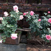 ϲ���¼�֮һ������