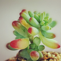 ϲ��С����