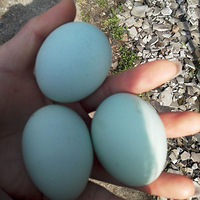 ��������һ���¾�Ҫ����