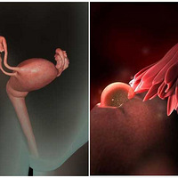 ����ϸ�ĸ��׶�̥������ͼ-��ı�������������