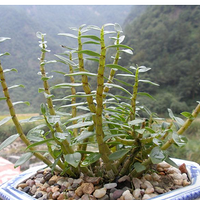 ������ʶ��Ƥʯ����