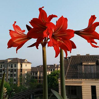 ���ҵ��춥�쿪��������ŷ��Ҳ��ʼ½½����