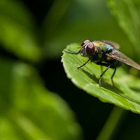 ��Ӭ�Ǹ�����ļһ�