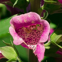 ��̳�е�С����