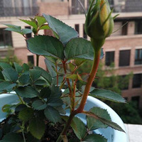 ȥ�괺�����˶���ŷ�£�����ʱ���»�֦����