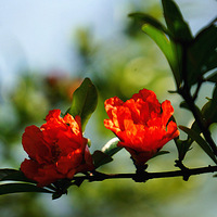 ���ģ�������