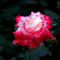 �¼���������