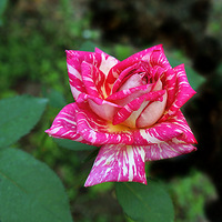 �����¼�