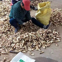 ���ֹ�������Ұ����㿴������