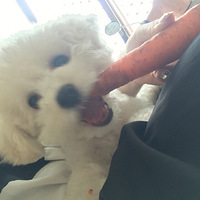 �ҵĺ��ܲ����������õģ�����һֻ�����ܲ��ı���