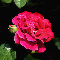 �����¼� ����Ƭ��