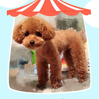 ������Ư����