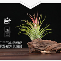 ���ǵ�����Ψһ��ȫ���ڿ����е�ֲ�����������������ïʢ��