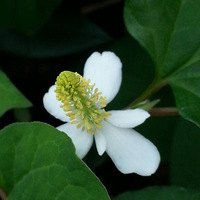 �ֻ�����