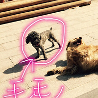 ��������Сѧ����Ѱ��4��20����������