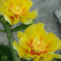 �Ұ������ҵĻ�֮�����ƻ�