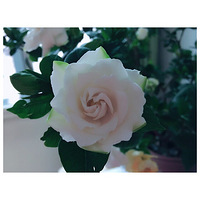 ���ӻ������Ǵ���