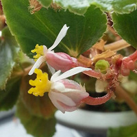 �ļ����Ļ�