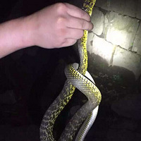 ��ĸ��ĸ�Ұ��߶��������