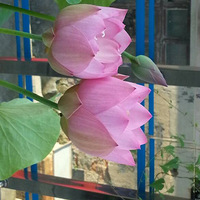 ��ƽ¶̨��ʢ��