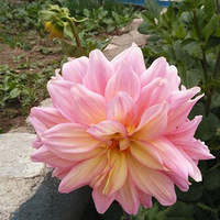 �ҳ���ƽ��־Ը��