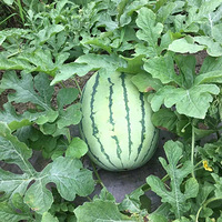 �����Ĳ�԰��