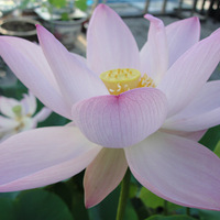 �����ҵ����