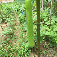 ��Ȼ�Լ��ֵģ�������