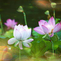 ���ɹ���