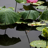 �����ɻ�ʮ����