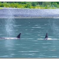 ����˹�ӡ�����