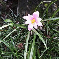 ��԰����ϵ��-��