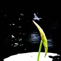 �Ŀ�ӭ�������