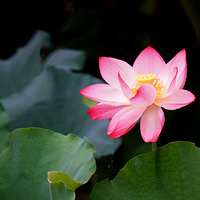 ���ɹ��ͣ�3��