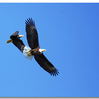 ����˹�ӡ���ͷ��������